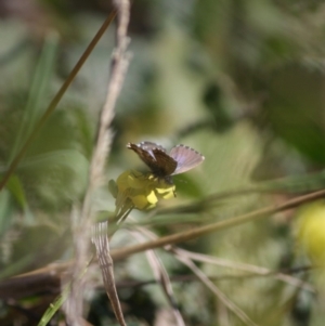 Theclinesthes serpentata at Red Hill, ACT - 15 Jun 2019 02:56 PM