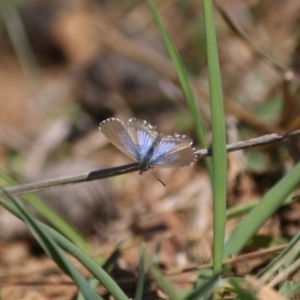 Theclinesthes serpentata at Red Hill, ACT - 15 Jun 2019 02:56 PM