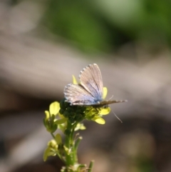 Theclinesthes serpentata at Red Hill, ACT - 15 Jun 2019