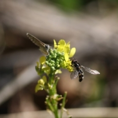 Melangyna sp. (genus) (Hover Fly) at Red Hill Nature Reserve - 15 Jun 2019 by LisaH