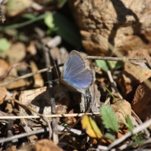 Zizina otis at Red Hill, ACT - 15 Jun 2019