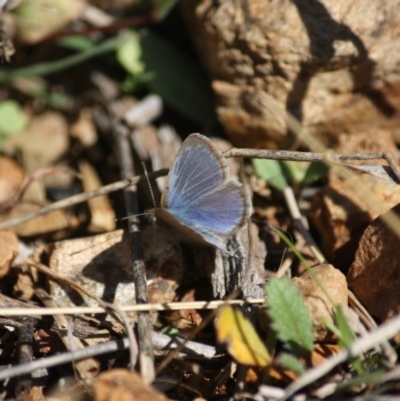 Zizina otis (Common Grass-Blue) at Red Hill Nature Reserve - 15 Jun 2019 by LisaH