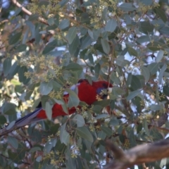 Platycercus elegans (Crimson Rosella) at Red Hill Nature Reserve - 15 Jun 2019 by LisaH