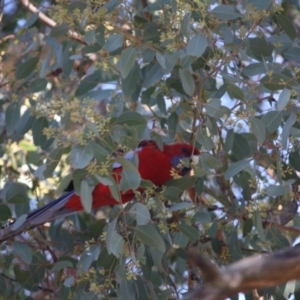 Platycercus elegans at Red Hill, ACT - 15 Jun 2019