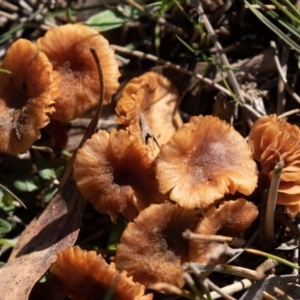 zz agaric (stem; gills not white/cream) at Amaroo, ACT - 15 Jun 2019