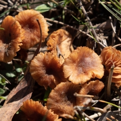 zz agaric (stem; gills not white/cream) at Mulligans Flat - 15 Jun 2019 by rawshorty