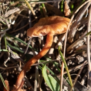 zz agaric (stem; gills not white/cream) at Amaroo, ACT - 15 Jun 2019