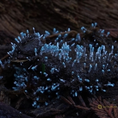 Penicillium sp. at Box Cutting Rainforest Walk - 14 Jun 2019 by Teresa