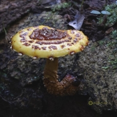 Pholiota aurivella (Pholiota aurivella) at Kianga, NSW - 14 Jun 2019 by Teresa