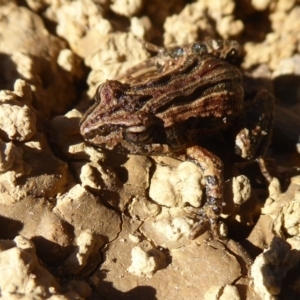 Crinia signifera at Amaroo, ACT - 15 Jun 2019