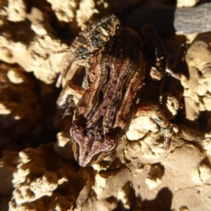 Crinia signifera at Amaroo, ACT - 15 Jun 2019