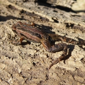 Crinia signifera at Amaroo, ACT - 15 Jun 2019