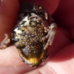 Crinia signifera at Amaroo, ACT - 15 Jun 2019