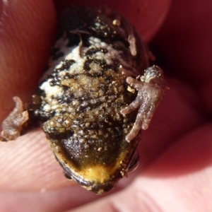 Crinia signifera at Amaroo, ACT - 15 Jun 2019