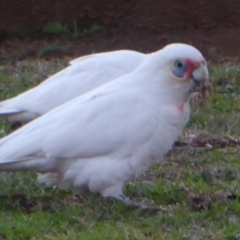 Cacatua tenuirostris X sanguinea (Long-billed X Little Corella (Hybrid)) at Lake Ginninderra - 14 Jun 2019 by Christine