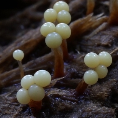 Oligonema verrucosum at Box Cutting Rainforest Walk - 14 Jun 2019 by Teresa