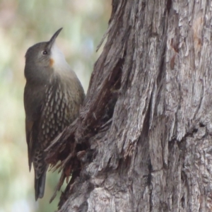 Cormobates leucophaea at Amaroo, ACT - 15 Jun 2019