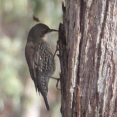 Cormobates leucophaea at Amaroo, ACT - 15 Jun 2019