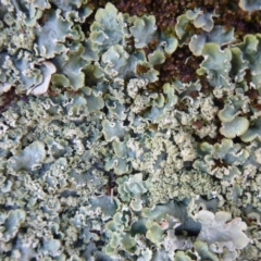 Unverified Lichen, Moss or other Bryophyte at Amaroo, ACT - 15 Jun 2019 by Christine