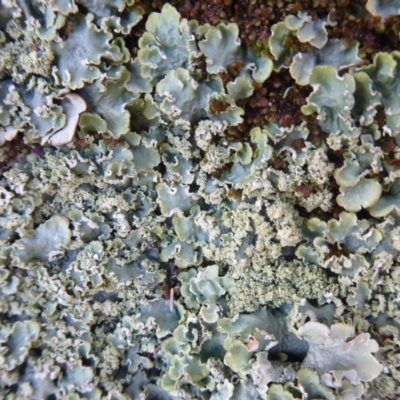 Unverified Lichen, Moss or other Bryophyte at Amaroo, ACT - 15 Jun 2019 by Christine