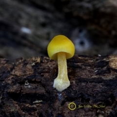 Pluteus romellii at Bodalla State Forest - 14 Jun 2019 by Teresa