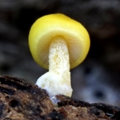 Pluteus romellii at Kianga, NSW - 15 Jun 2019