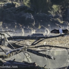Microcarbo melanoleucos (Little Pied Cormorant) at Coree, ACT - 2 Jun 2019 by JonSteinbeck