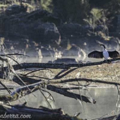 Microcarbo melanoleucos (Little Pied Cormorant) at Uriarra Recreation Reserve - 1 Jun 2019 by BIrdsinCanberra