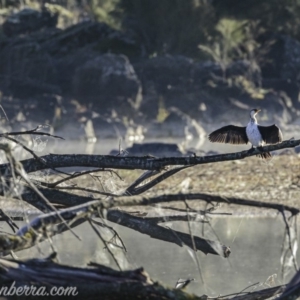 Microcarbo melanoleucos at Coree, ACT - 2 Jun 2019 08:28 AM