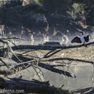 Microcarbo melanoleucos at Coree, ACT - 2 Jun 2019 08:28 AM