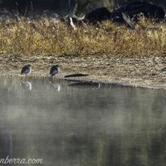 Vanellus miles (Masked Lapwing) at Coree, ACT - 2 Jun 2019 by JonSteinbeck