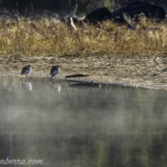 Vanellus miles (Masked Lapwing) at Coree, ACT - 1 Jun 2019 by BIrdsinCanberra