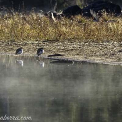 Vanellus miles (Masked Lapwing) at Coree, ACT - 2 Jun 2019 by JonSteinbeck