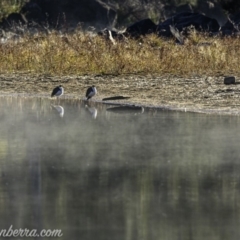 Vanellus miles at Coree, ACT - 2 Jun 2019 08:30 AM