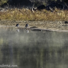 Vanellus miles at Coree, ACT - 2 Jun 2019 08:30 AM