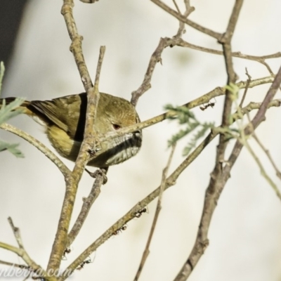 Acanthiza pusilla (Brown Thornbill) at Coree, ACT - 2 Jun 2019 by BIrdsinCanberra