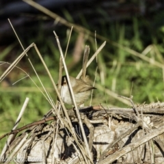 Malurus cyaneus (Superb Fairywren) at Coree, ACT - 2 Jun 2019 by JonSteinbeck