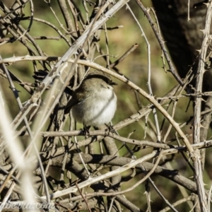 Malurus cyaneus at Coree, ACT - 2 Jun 2019