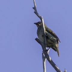 Ptilonorhynchus violaceus (Satin Bowerbird) at Coree, ACT - 2 Jun 2019 by JonSteinbeck