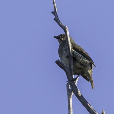 Ptilonorhynchus violaceus (Satin Bowerbird) at Coree, ACT - 2 Jun 2019 by JonSteinbeck