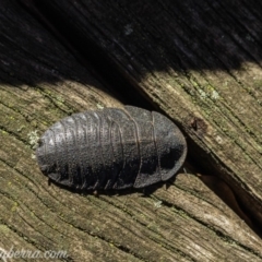 Laxta granicollis (Common bark or trilobite cockroach) at Hughes, ACT - 2 Jun 2019 by JonSteinbeck