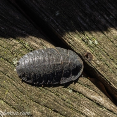 Laxta granicollis (Common bark or trilobite cockroach) at Hughes, ACT - 2 Jun 2019 by BIrdsinCanberra