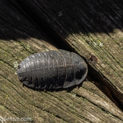 Laxta granicollis (Common bark or trilobite cockroach) at Hughes, ACT - 2 Jun 2019 by JonSteinbeck