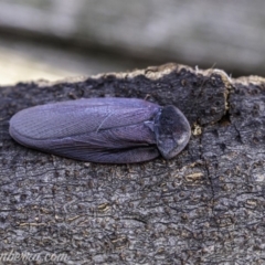 Laxta granicollis at Hughes, ACT - 2 Jun 2019