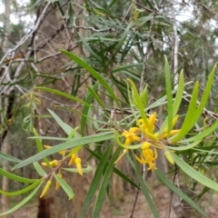 Persoonia linearis (Narrow-leaved Geebung) at Cockwhy, NSW - 27 Jan 2019 by Sybille