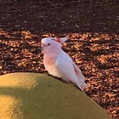 Lophochroa leadbeateri leadbeateri (Pink Cockatoo) at Denman Prospect, ACT - 15 Jun 2019 by KatiD