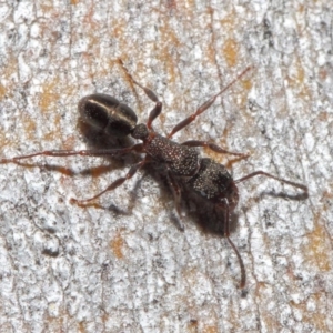 Rhytidoponera tasmaniensis at Hackett, ACT - 14 Jun 2019 01:24 PM