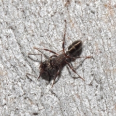 Rhytidoponera tasmaniensis at Hackett, ACT - 14 Jun 2019