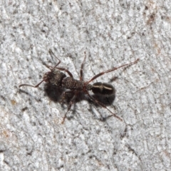 Rhytidoponera tasmaniensis at Hackett, ACT - 14 Jun 2019