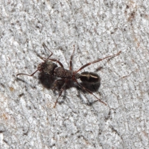 Rhytidoponera tasmaniensis at Hackett, ACT - 14 Jun 2019 01:24 PM